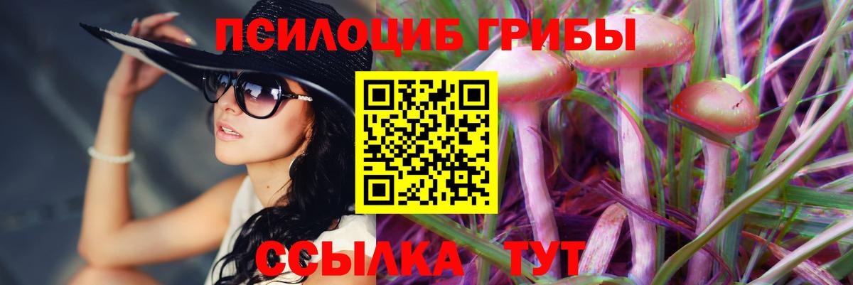 Псилоцибиновые грибы Cubensis  Сунжа 